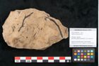 Foto (Objekt + Etikett) von Callitris brongniartii Endl. (NHMW-GEO-2024-0188-8228)